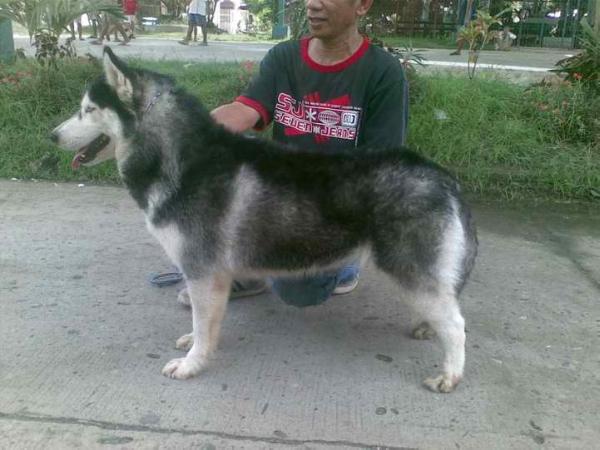 SILVERSTAR BARKIN AT D MOON | Siberian Husky 