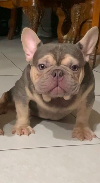 TNT Buddha | French Bulldog 