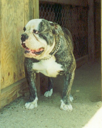 Bullspride Fat Boy | Olde English Bulldogge 