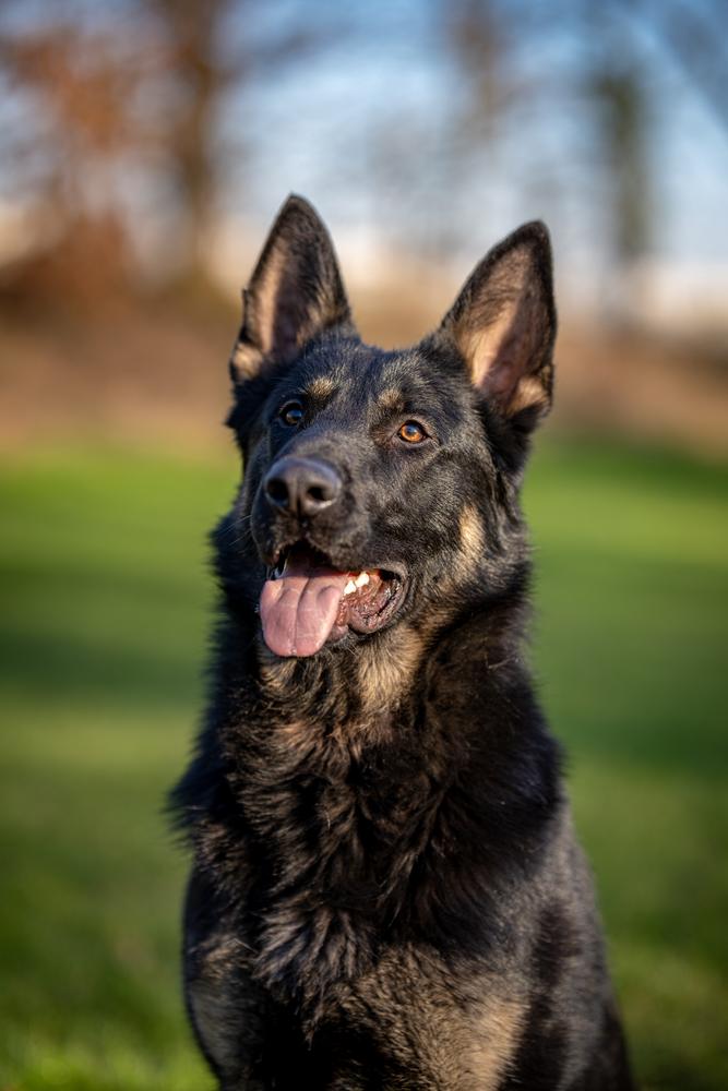Mad-Max vom Klinkert | German Shepherd Dog 