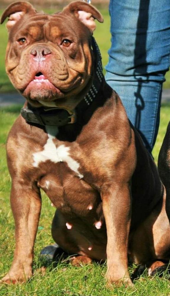 Bullseye's Chocotoff | Olde English Bulldogge 