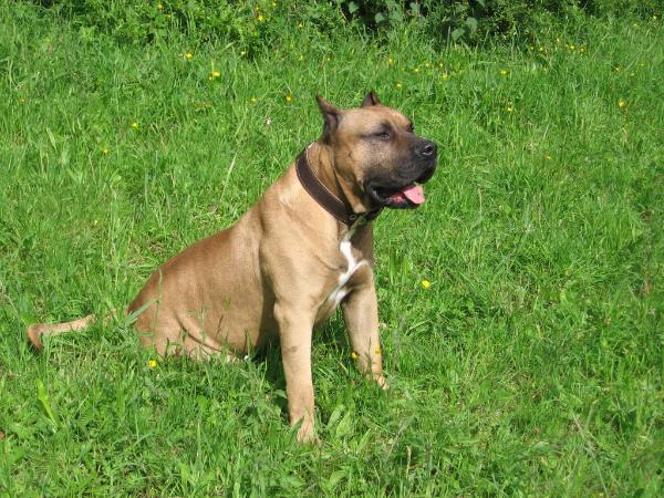 Urkan | Perro de Presa Canario 