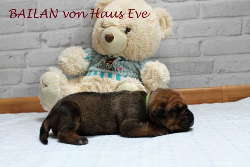 BAYLAN von Haus Eve | Tosa 