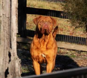 Paragon's Saphire | Dogue de Bordeaux 