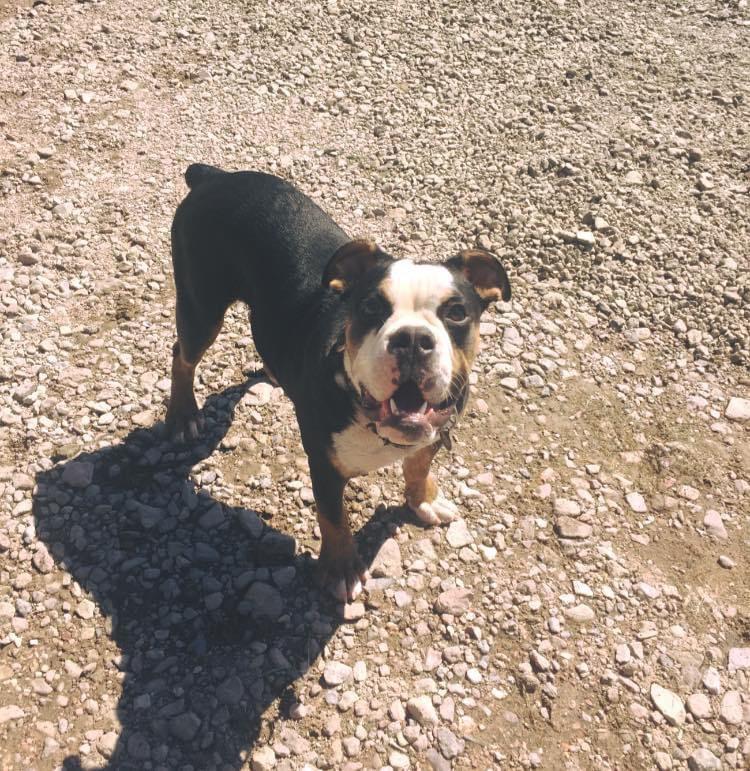 D-Days Move like Jagger | Olde English Bulldogge 