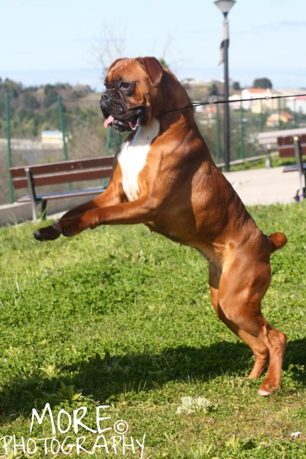 Kika del Monte Areo | Boxer 