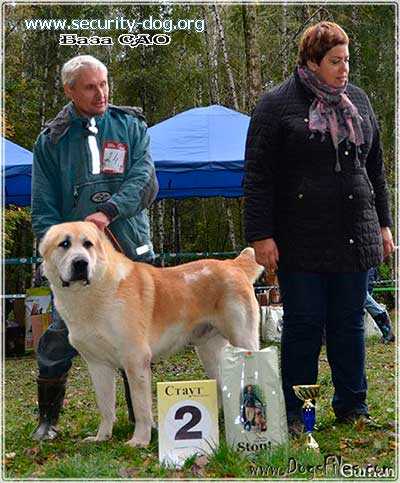 medgar | Central Asian Shepherd Dog 