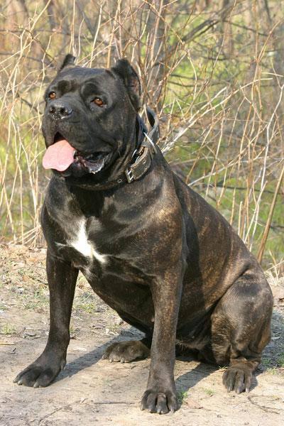 Stanley Pat Bonni Blu | Cane Corso 