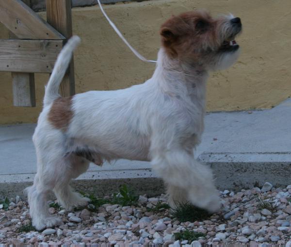 ROYAL DI SAN RUFFINO JACK AMERICAN GANGSTER | Jack Russell Terrier 