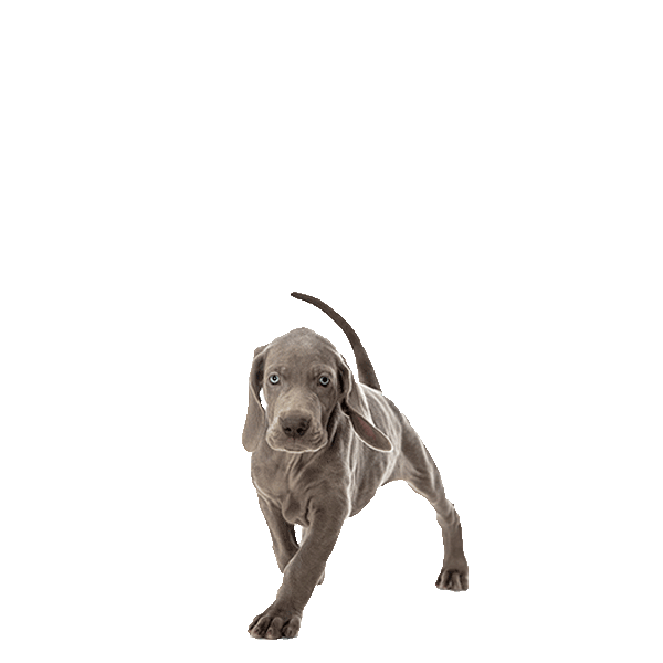 Weimaraner