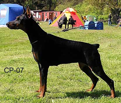 Eria Pro Zahra Zuzanna | Black Doberman Pinscher