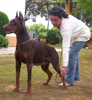 Chiela v.h. Wantishof | Brown Doberman Pinscher