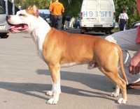 ZOLOTOI ANGEL HRANITEL DIONIS | American Staffordshire Terrier 