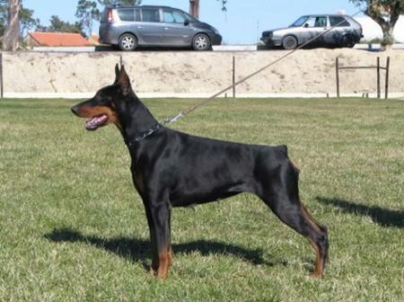 Edrina da Pedra Verde | Black Doberman Pinscher