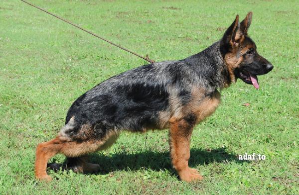 Chira dei Murolo | German Shepherd Dog 