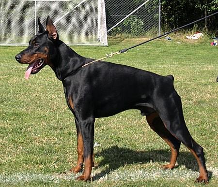 Paradiz Ronado Ultimatum | Black Doberman Pinscher