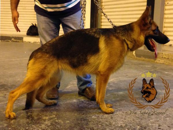 Opra Vom Sabaa | German Shepherd Dog 