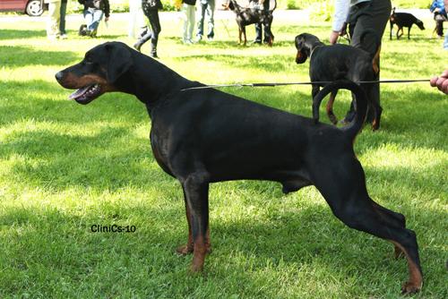 Aragorn v. Nobel Line | Black Doberman Pinscher