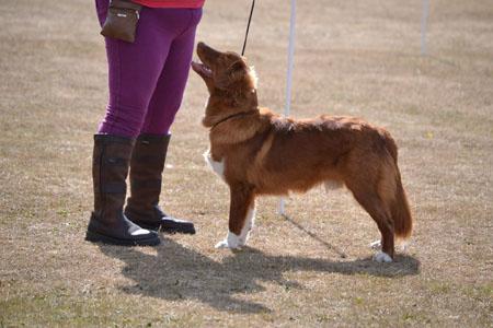 Littleriver's O'Canada To Eusanit | Nova Scotia Duck Tolling Retriever 