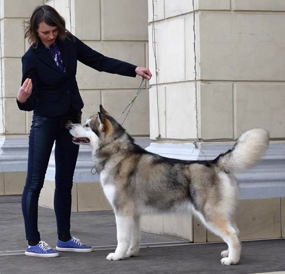 Amelhuk Femme Fatale | Alaskan Malamute 