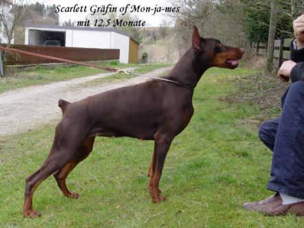 Gräfin Scarlett of Mon-ja-mes | Brown Doberman Pinscher