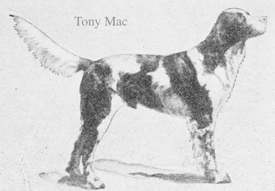 Tony Mac | English Setter 