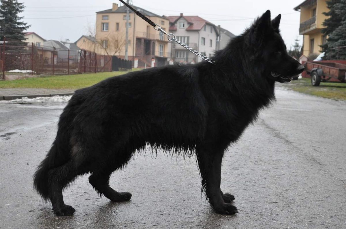 VIDAN Trojangold | German Shepherd Dog 