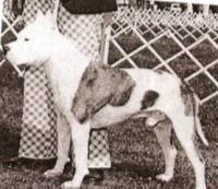Willynwood Ronin | American Staffordshire Terrier 