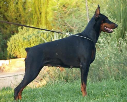 Dinamita Jane Inca De Guma | Black Doberman Pinscher