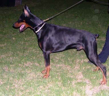 Rhayader Eddy | Black Doberman Pinscher