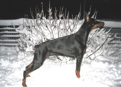 Rhayader Elaine | Black Doberman Pinscher