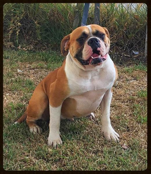 PINTOS BULLYS GOLDEN GIRL | American Bulldog 