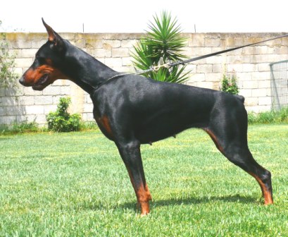 Rhayader Ina | Black Doberman Pinscher