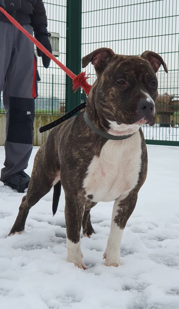 P'Lili dite Priska | American Staffordshire Terrier 