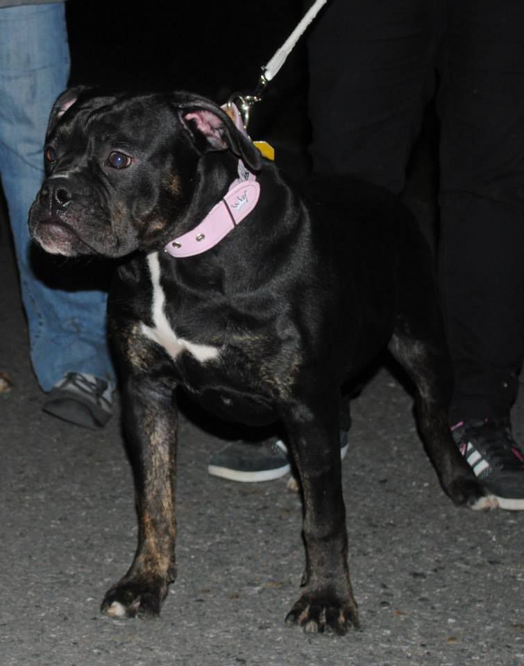 Bullpride Kennels' Black Diamond | Olde English Bulldogge 