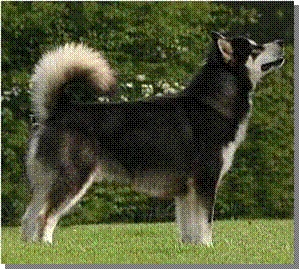 Mountain Home Sledog Pride | Alaskan Malamute 