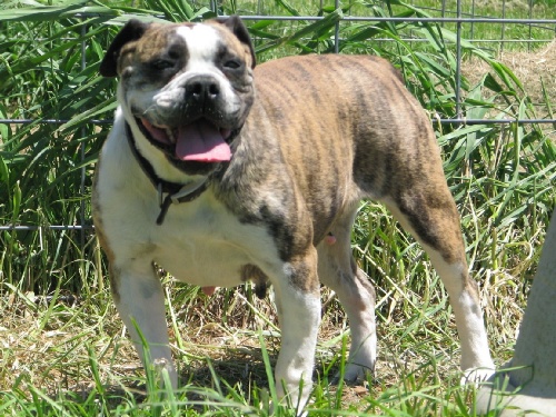 Starline's Isabella | Olde English Bulldogge 