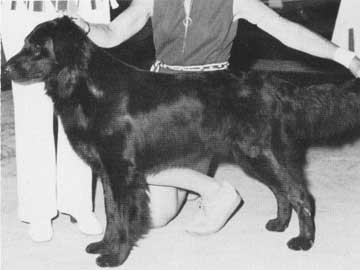 Claverdon Gamble | Flat-Coated Retriever 