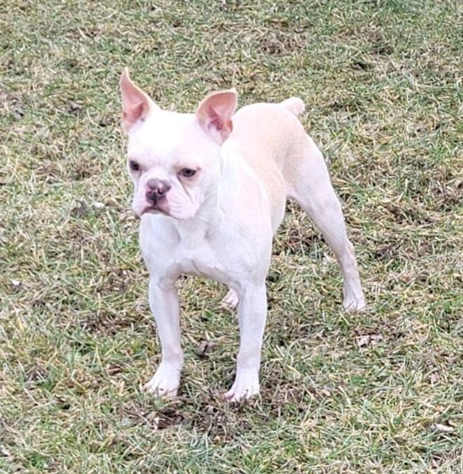 Bc's I Dream Of Genie | Boston Terrier 