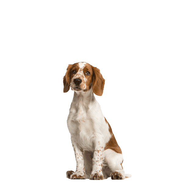 Welsh Springer Spaniel