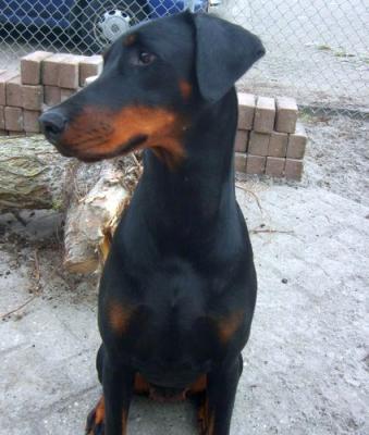 Helena v. Hunnoterra | Black Doberman Pinscher