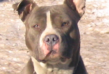 Dio Kerberos od Benga | American Staffordshire Terrier 