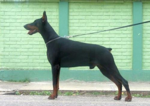 Bond (JR79380) | Black Doberman Pinscher