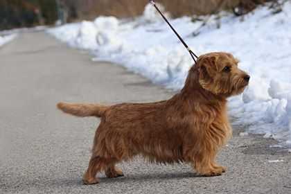 Tweedledee Teddy AS HUMBLE GATSBY | Norfolk Terrier 