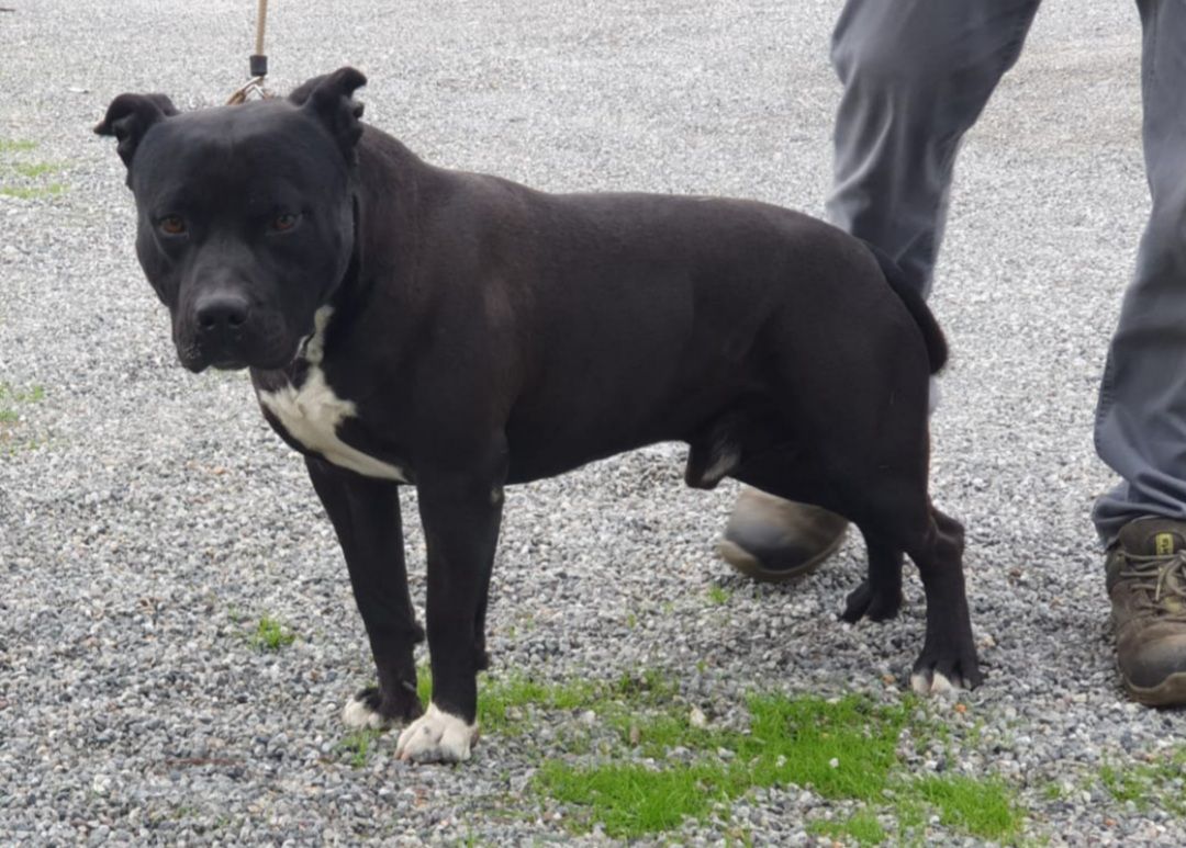 Phantom Ruff Stone Sword | American Staffordshire Terrier 