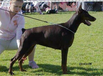 Smart Wood Hills Uma | Brown Doberman Pinscher