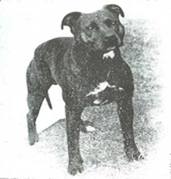 Game Laddie | Staffordshire Bull Terrier 