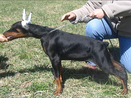 Smart Wood Hills Ultimatum | Black Doberman Pinscher