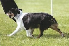 Bold Legend's Shez -A-Prize | Australian Shepherd 