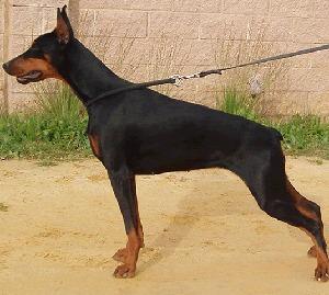 Gravin Kirby De Weissen Dorf | Black Doberman Pinscher